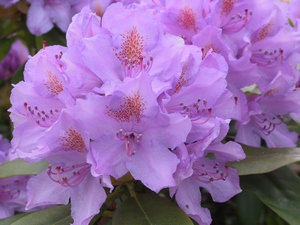 Rhododendron Catawb. Grandiflorum